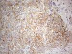 PLCXD1 Antibody in Immunohistochemistry (Paraffin) (IHC (P))
