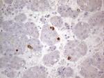 TTC14 Antibody in Immunohistochemistry (Paraffin) (IHC (P))