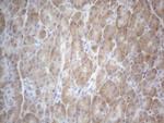 TTC14 Antibody in Immunohistochemistry (Paraffin) (IHC (P))