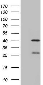 NGDN Antibody in Western Blot (WB)