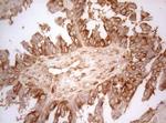 AHA1 Antibody in Immunohistochemistry (Paraffin) (IHC (P))