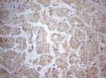 MAD4 Antibody in Immunohistochemistry (Paraffin) (IHC (P))