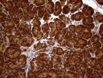 SPANXN3 Antibody in Immunohistochemistry (Paraffin) (IHC (P))