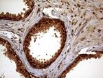SPANXN3 Antibody in Immunohistochemistry (Paraffin) (IHC (P))