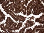 TSN Antibody in Immunohistochemistry (Paraffin) (IHC (P))