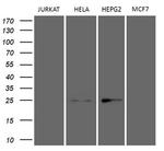 TSN Antibody in Western Blot (WB)