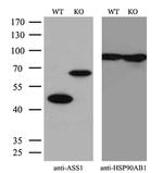 ASS1 Monoclonal Antibody (OTI1B10)