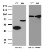 ASS1 Monoclonal Antibody (OTI8A3)