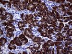 NDUFAF5 Antibody in Immunohistochemistry (Paraffin) (IHC (P))