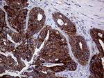 ASS1 Antibody in Immunohistochemistry (Paraffin) (IHC (P))