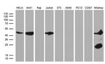 ASS1 Antibody in Western Blot (WB)