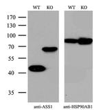 ASS1 Antibody in Western Blot (WB)