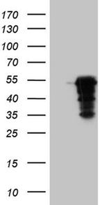 MAGEB4 Antibody in Western Blot (WB)