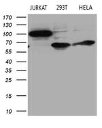RIAM Antibody in Western Blot (WB)