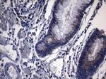 PITPNB Antibody in Immunohistochemistry (Paraffin) (IHC (P))