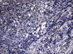 PITPNB Antibody in Immunohistochemistry (Paraffin) (IHC (P))