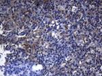 PITPNB Antibody in Immunohistochemistry (Paraffin) (IHC (P))