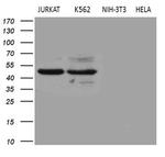BLZF1 Monoclonal Antibody (OTI8E8)