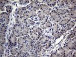 MRPL42 Antibody in Immunohistochemistry (Paraffin) (IHC (P))
