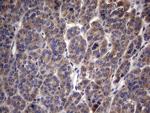 MRPL42 Monoclonal Antibody (OTI1A4)