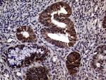 STX18 Antibody in Immunohistochemistry (Paraffin) (IHC (P))