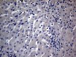 DIRAS2 Antibody in Immunohistochemistry (Paraffin) (IHC (P))