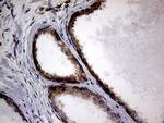 DIRAS2 Antibody in Immunohistochemistry (Paraffin) (IHC (P))