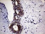 CLIP4 Antibody in Immunohistochemistry (Paraffin) (IHC (P))