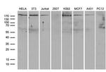 ARHGAP5 Monoclonal Antibody (OTI9H2)