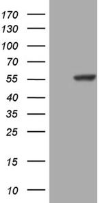 C14orf50 Monoclonal Antibody (OTI7A9)