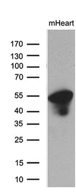 C14orf50 Antibody in Western Blot (WB)