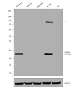 RAB3A Antibody in Western Blot (WB)