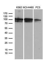 OTUD7B Antibody in Western Blot (WB)