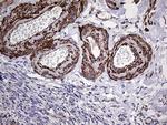 TRMT12 Antibody in Immunohistochemistry (Paraffin) (IHC (P))