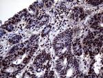 ANP32C Antibody in Immunohistochemistry (Paraffin) (IHC (P))