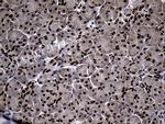 SUPT16H Monoclonal Antibody (OTI3B8)