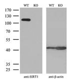 SIRT1 Antibody
