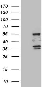 SPAG4 Antibody in Western Blot (WB)