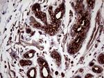 Lass2 Antibody in Immunohistochemistry (Paraffin) (IHC (P))