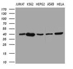 Lass2 Antibody in Western Blot (WB)