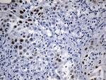 ELF3 Antibody in Immunohistochemistry (Paraffin) (IHC (P))