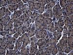 ZFYVE1 Antibody in Immunohistochemistry (Paraffin) (IHC (P))