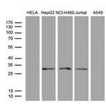 PSMD9 Monoclonal Antibody (OTI5H2)