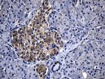 CHP1 Antibody in Immunohistochemistry (Paraffin) (IHC (P))