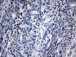 BHLHE40 Monoclonal Antibody (OTI10H1)
