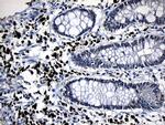 ZFP37 Antibody in Immunohistochemistry (Paraffin) (IHC (P))