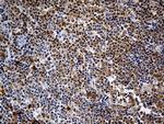 DAPP1 Antibody in Immunohistochemistry (Paraffin) (IHC (P))