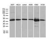 UBAC1 Monoclonal Antibody (OTI6E9)