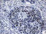 LHX2 Antibody in Immunohistochemistry (Paraffin) (IHC (P))