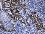 FBXO6 Monoclonal Antibody (OTI7A4)